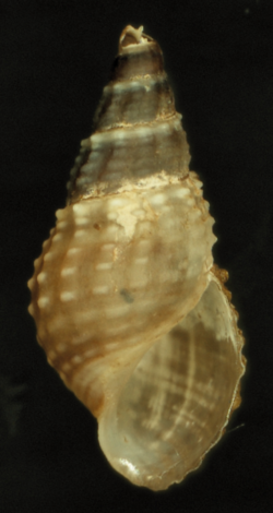 Tarebia granifera shell.png