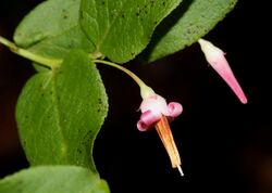 Vaccinium japonicum (flower).jpg