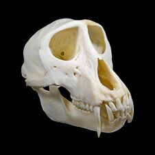 Skull of male