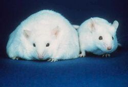 Two white lab mice; the mouse on the left is morbidly obese while the mouse on the right appears healthy