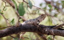 A lizard from Thar desert