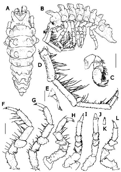 File:Pseudidothea armata sp. n. male holotype (MNA 10749).png