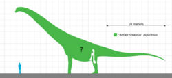 "Antarctosaurus" giganteus Size Chart.svg