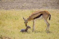 Calf was born five minutes ago Thomson's Gazelle Masai Mara Kenya (20601063455).jpg