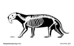 Skeletal Reconstruction of Thylacosmilus atrox. Missin parts based on other members of Sparassodonta.