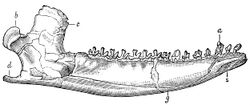 Dryolestes priscus lower jaw 2.jpg