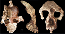 Anadoluvius skull.webp