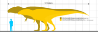 Size chart of C. saharicus specimens IPHG 1922 X46 (destroyed) and UCRC PV12