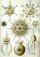 Haeckel Phaeodaria 1.jpg