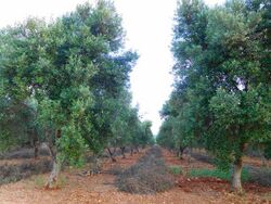 Pruned trees in neat rows at Ostuni, Apulia, Italy