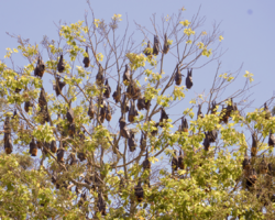 A colony of megabats roosting in a tree during the daytime. They appear as black shapes evenly dispersed throughout the canopy of the tree.