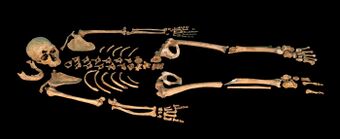 A mostly complete skeleton laid out against a black background horizontally