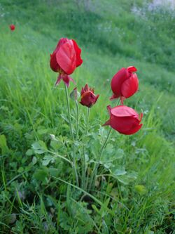 Persian Poppy, Behbahan.jpg