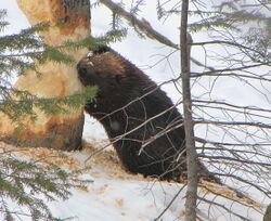 Beaver chewing through a tree trunk