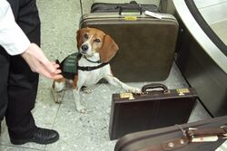 Beagle Brigade - Animal and Plant Health Inspection Service (APHIS), U.S. Department of Agriculture.jpg