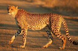 Close full-body view of a cheetah