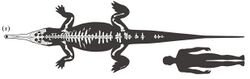 Hanyusuchus size.jpg