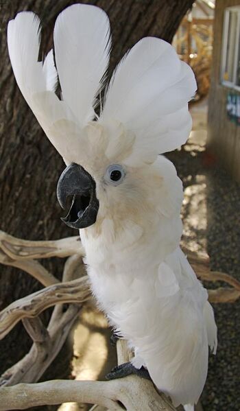 File:Umbrella Cockatoo (Cacatua alba) -Free Flight Aviary -San Diego.jpg