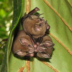 The image depicts three Artibeus bats hiding under a leaf canopy.