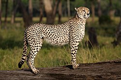 Southeast African cheetah in Masai Mara, Kenya