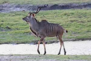 Greater kudu in Chobe National Park 02.jpg