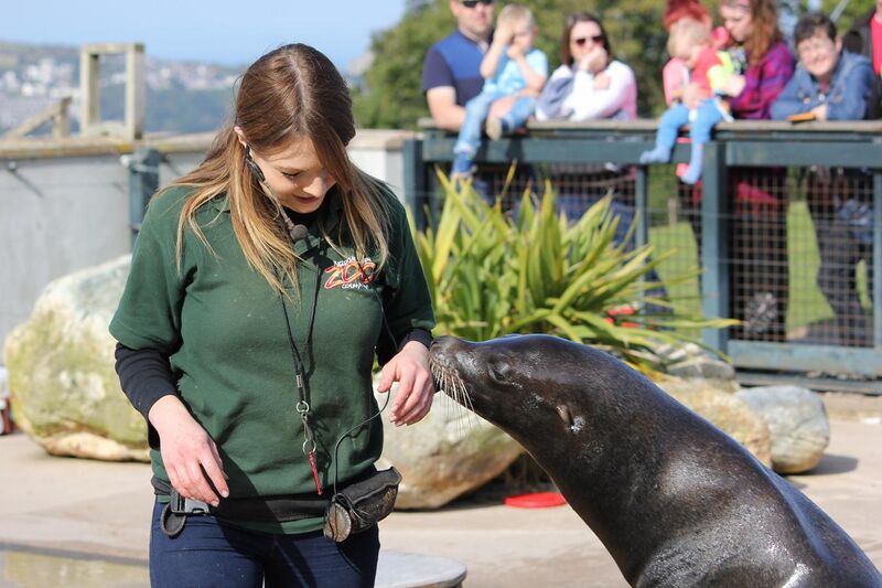 File:Sea Lion and Keeper at the Welsh Mountain Zoo - geograph.org.uk - 4684996.jpg