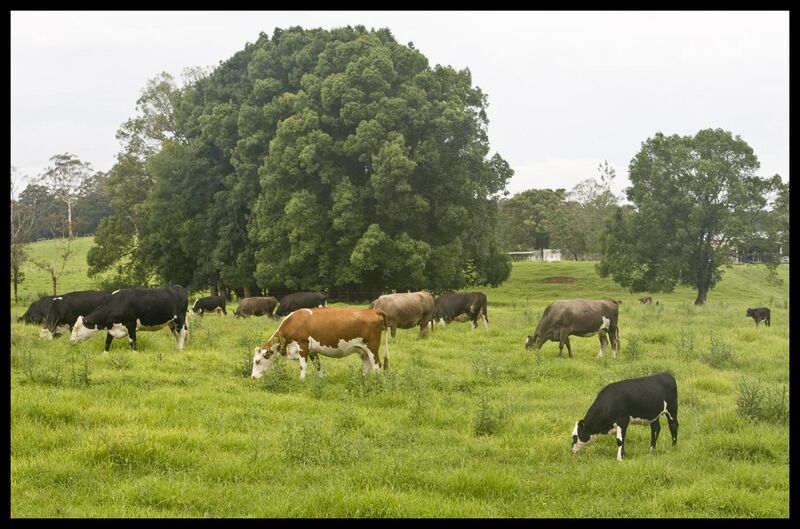 File:Green Pastures-02and (3150460590).jpg