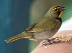 Yellow-faced-grassquit-eating-seeds.jpg