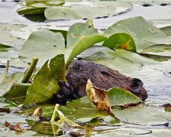 Beaver in water eating lily pads