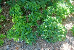Ecbolium viride - Marie Selby Botanical Gardens - Sarasota, Florida - DSC01764.jpg