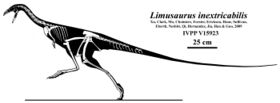 Limusaurus inextricabilis skeleton.jpg