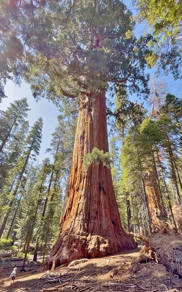 File:President Tree, Sequoia National Park (July 2023).jpg