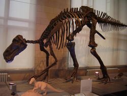 Maiasaura skeleton.jpg