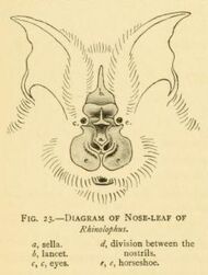 A simple outline of the face of a horseshoe bat, facing forward. A large, leaf-like structure is at the center of its face. The pointed tip arising between the eyes is labeled as the lancet; the u-shaped bottom of the nose-leaf is labeled as the horseshoe; the knob projecting outwards from the center of the nose-leaf is the sella