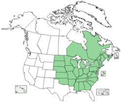 Hedeoma pulegioides distribution.png