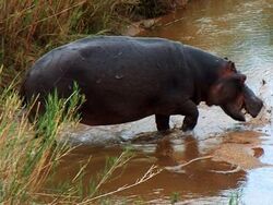 A hippo splashes in the water