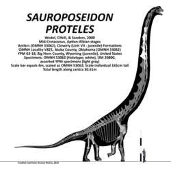 Sauroposeidon proteles Skeletal.png