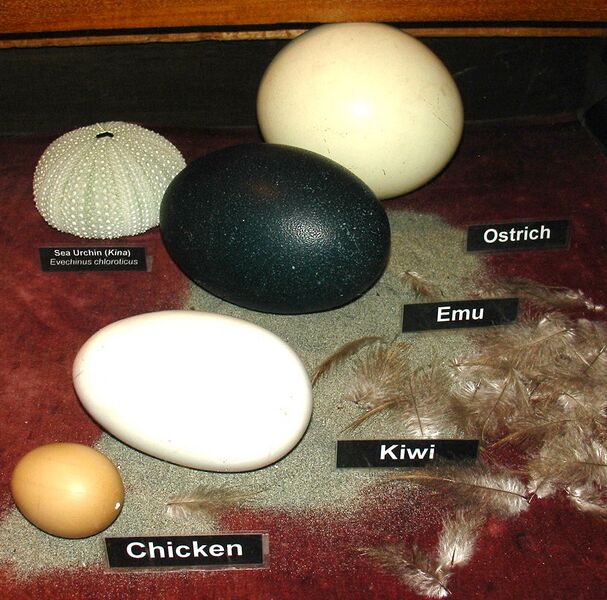 File:Comparison of eggs by Zureks.jpg