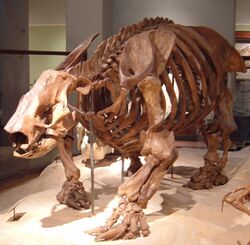 Paramylodon fossil at Texas Memorial Museum.jpg