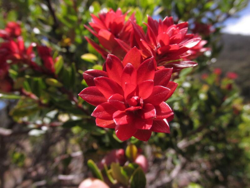 File:DaunMuda Vaccinium varingifolium.JPG