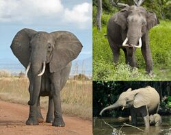 From top left to right: the African bush elephant, the Asian elephant and African forest elephant.