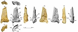Epapatelo holotype humerus (MPUAN-PA650).jpg