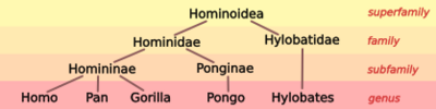 Hominoid taxonomy 4.svg