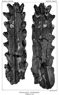 Ankylorhiza tiedemani holotype 1.jpg