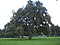 Large Tree - panoramio.jpg
