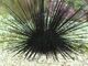 Sea urchin (217110954).jpg