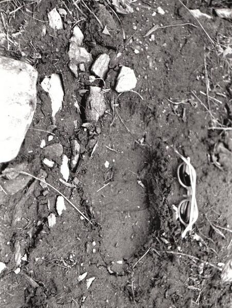 File:Yeti footprint 2, Singaleela ridge, Darjeeling, 1944.jpg