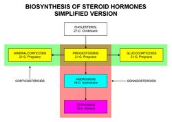 Biosinthesis of steroid hormones (simplified version).jpg