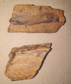 Ichthyosaur rib fragments.png