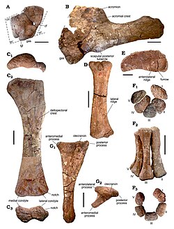 Bustingorrytitan (forelimb bones).jpg